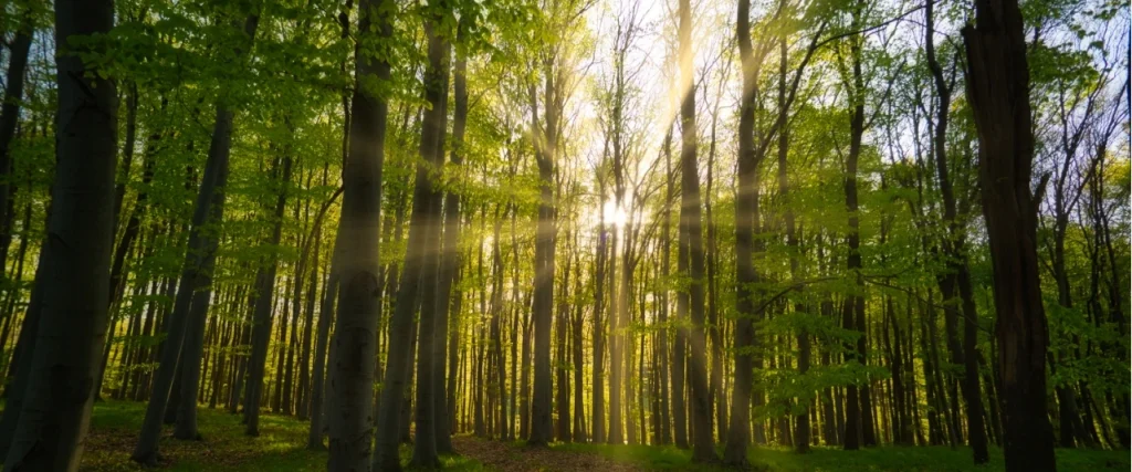 Header Image - The Environmental Impact of Business Printing
