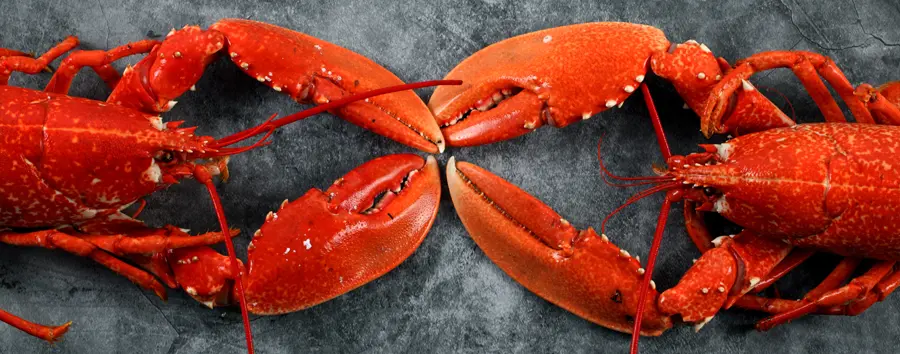lobsters cover image open claw